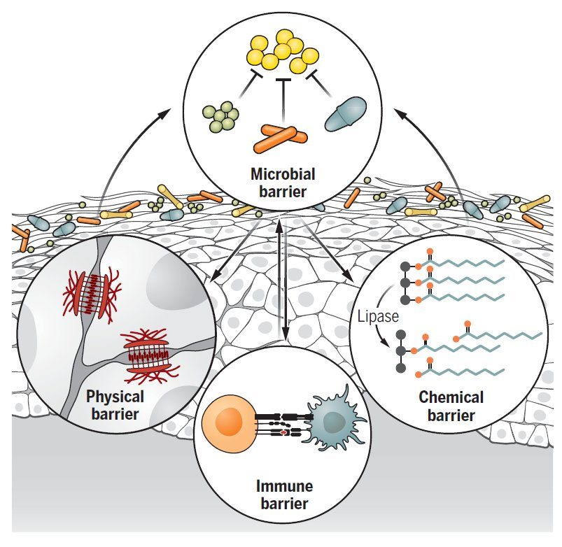 Diagram of the four barriers of the skin: microbial, physical, chemical and immune