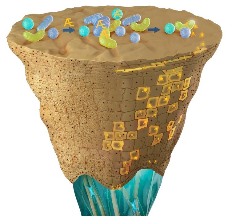Illustration of the skin surface with friendly bacteria being fed by Aeonome