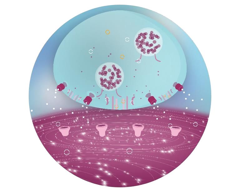 Illustration of a nerve ending releasing signal molecules towards a muscle