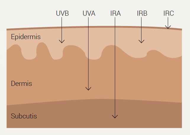 Diagram of how deep UVB, UVA and infrared rays penetrate the skin
