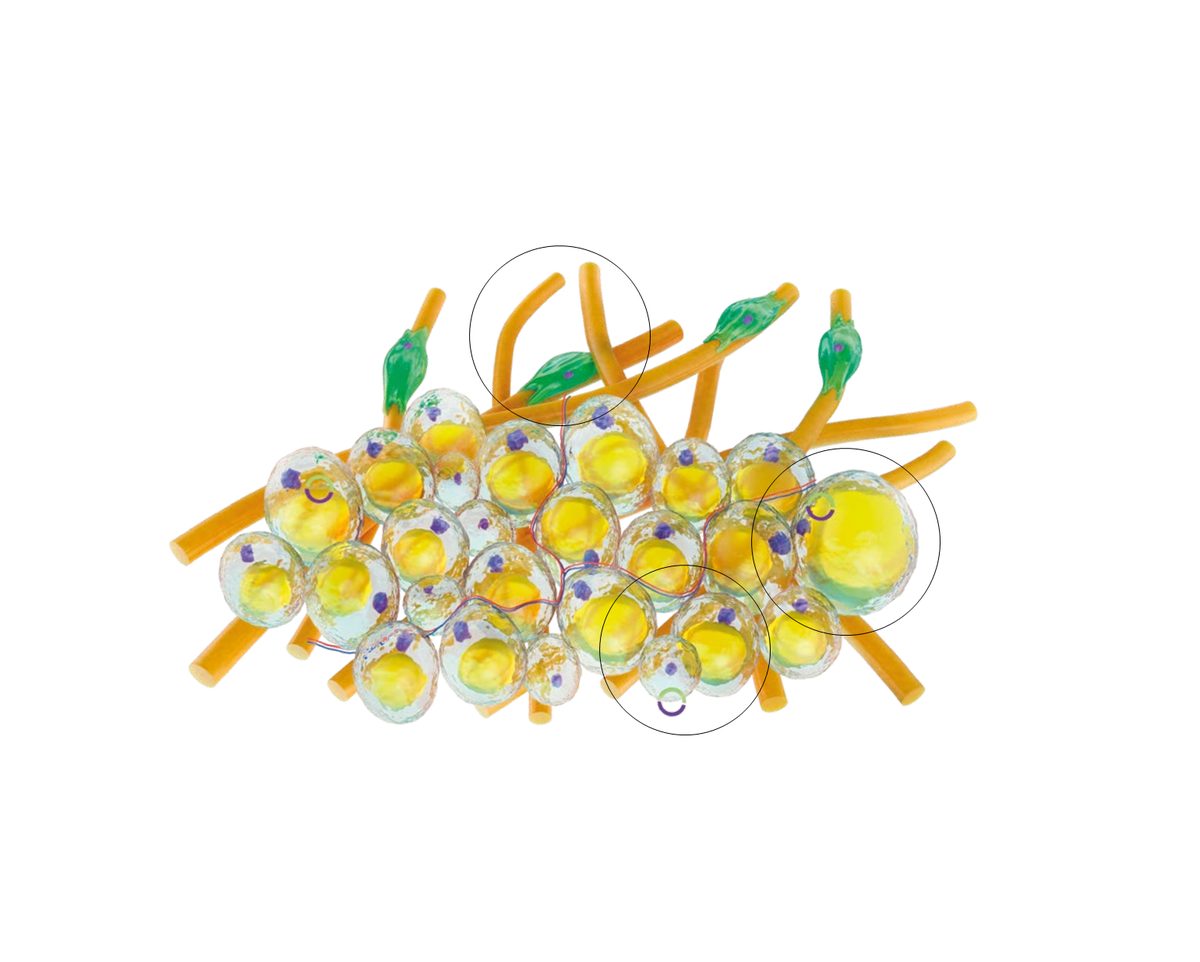Illustration of fat cells clustered together with blood vessels