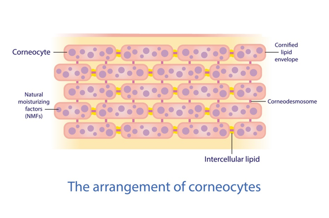 Diagram of the outer skin as bricks (corneocytes) held together by lipid mortar