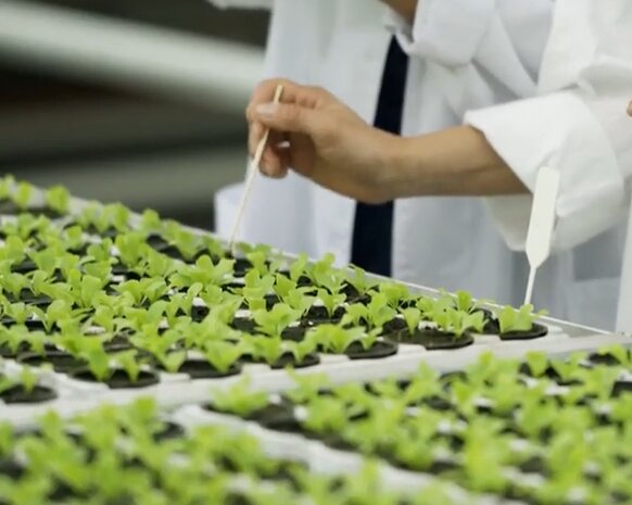 Scientist tending young plants in a lab