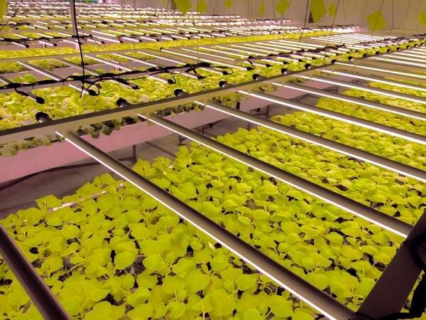 Rows of young green plants growing in a laboratory