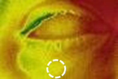 Thermal camera image of the eye area at the start, showing warmer colours
